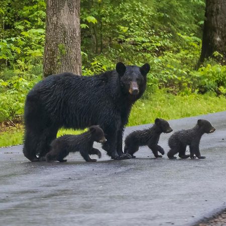 Suite Sensations, Hot Tub, Pool Table, 1089 Free Tickets Each Paid Day, Dollywood And More Pigeon Forge Exteriér fotografie
